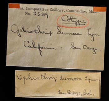 Media type: image;   Invertebrate Zoology OPH-2529 Description: Labels for this specimen included in the specimen tray.;  Aspect: labels